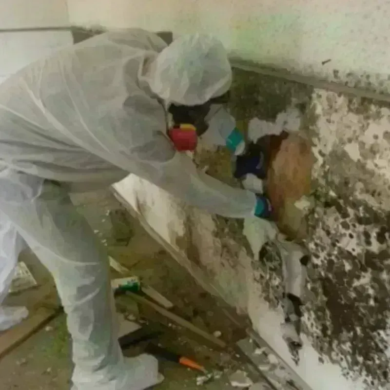 Mold Remediation and Removal in Haviland, NY